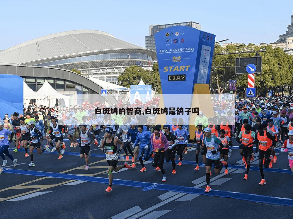 白斑鸠的智商,白斑鸠是鸽子吗